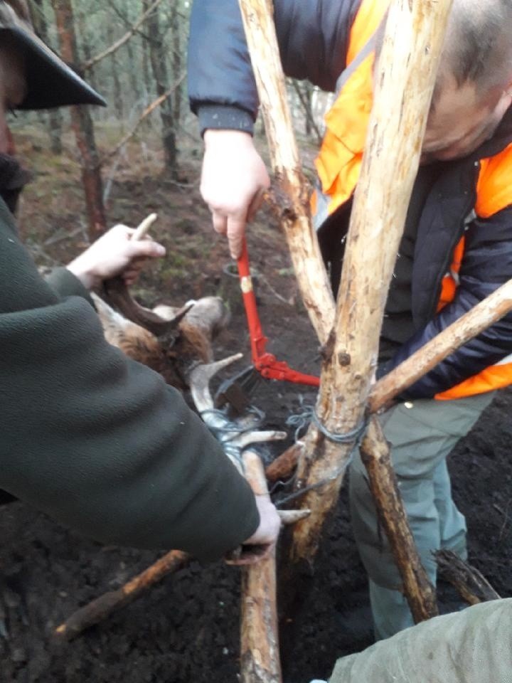 Reanimowali jelenia, który miał atak serca. Zwierzę po godzinie odzyskało przytomność