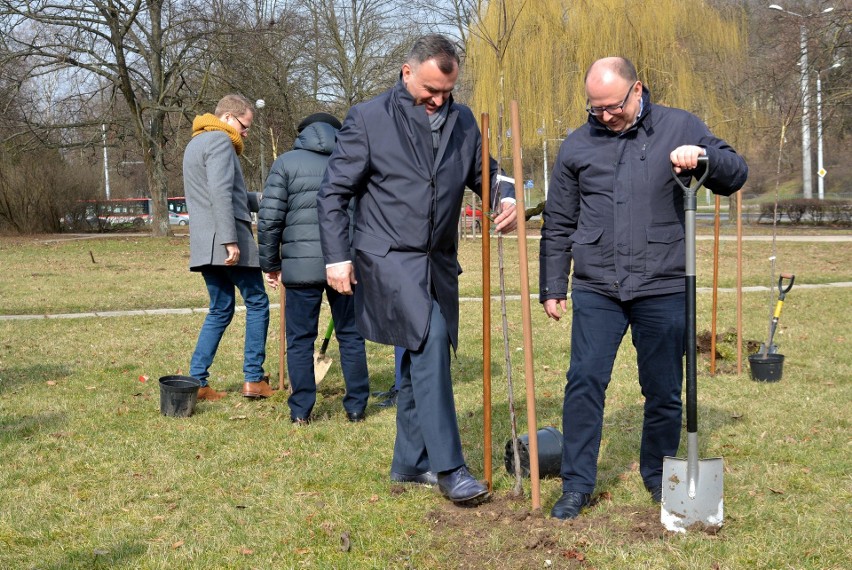 Lubelska Platforma posadziła drzewa. Przeciwko Lex Szyszko