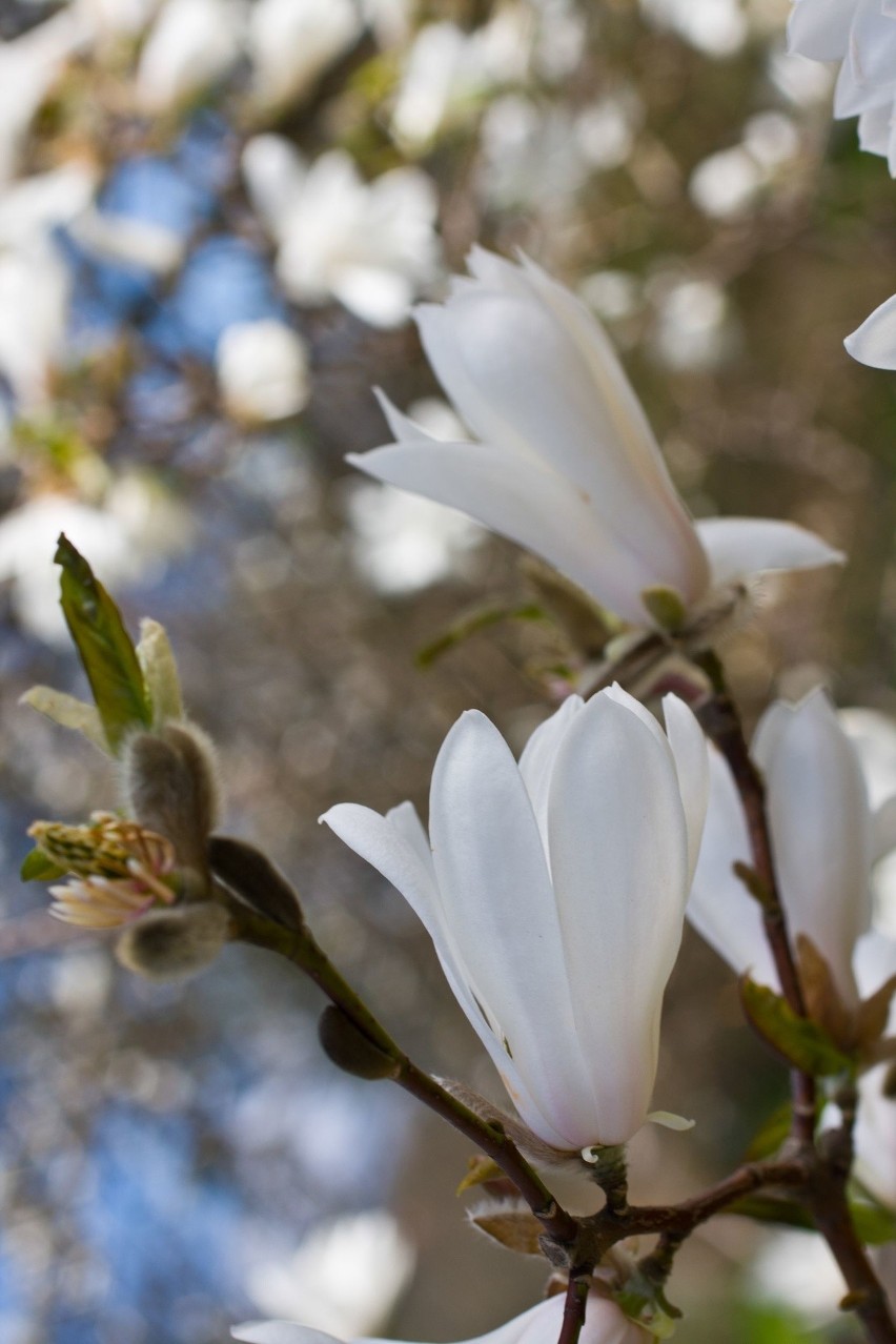 Magnolia ma piękne kwiaty
Kwiat magnolii widziany z blika