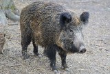 Afrykański pomór świń wciąż zbiera żniwo w lubuskich lasach. Jest kilkadziesiąt nowych przypadków ASF