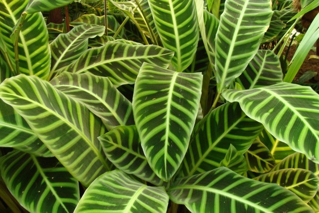 Kalatea pręgowana to jeden z wielu gatunków tej rośliny. Różnią się one przede wszystkim ubarwieniem liści i ich kształtem, a mają podobne wymagania.