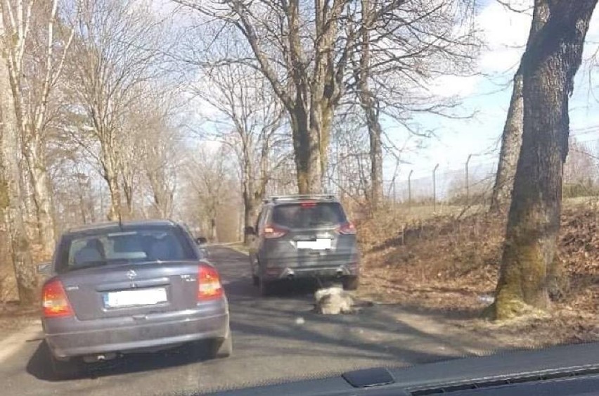 Były senator został zatrzymany w związku ze znęcaniem się nad zwierzęciem. Sprawę komentuje wicerzecznik PiS