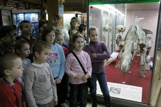 Ferie w mieście - Muzeum Zoologiczne UJ