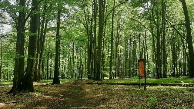 Las Murckowski pod ochroną. Radni przyjęli uchwałę