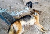Horror w nielegalnej hodowli psów. Makabryczne odkrycie. Znaleziono martwe zwierzęta