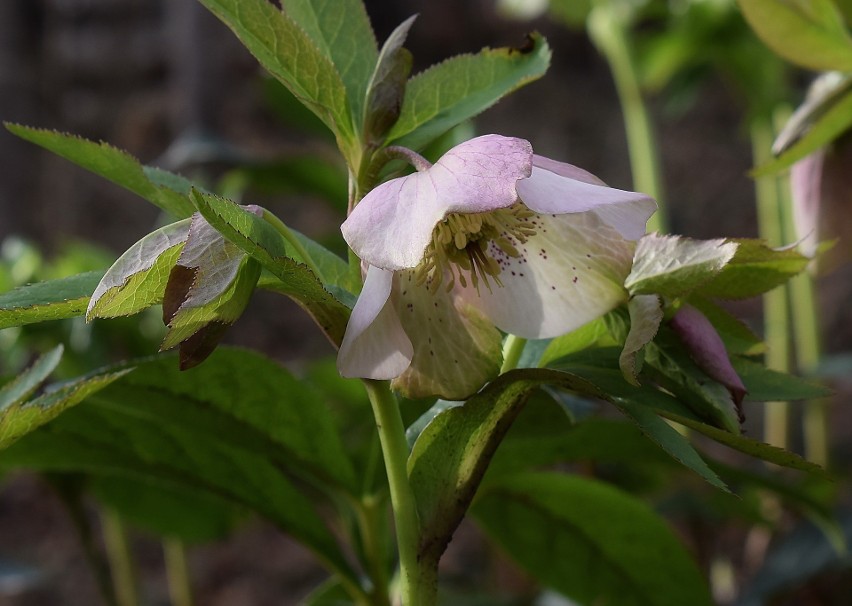 Ciemiernik (Helleborus)...