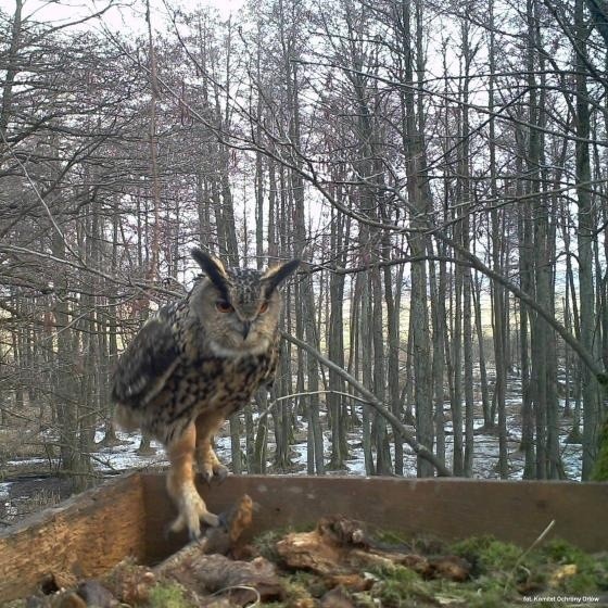 Bubo bubo w podlaskich lasach. W przygotowanym przez leśników gnieździe pojawiły się trzy małe puchacze (zdjęcia)