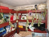 Mieszkańcy Nowogrodu Bobrzańskiego suszyli konopie w piwnicy 
