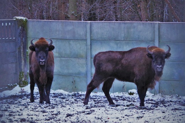 Dwa żubry z ośrodka hodowli w Puszczy Niepołomickiej pojechały do Hiszpanii. Podróż odbyła się w specjalnych drewnianych skrzyniach, zapewniających bezpieczeństwo zwierząt podczas transportu
