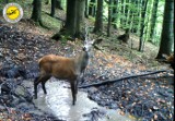 Najsłynniejsze poidełko w Gorczańskim Parku Narodowym służy też jako miejsce kąpieli błotnych. Korzystają z niego też jelenie i sarny[WIDEO]