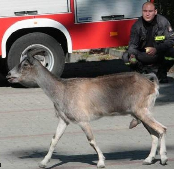 Ogniomistrz Jacek Grocholewski wabił zwierzaka jabłkami, ale...