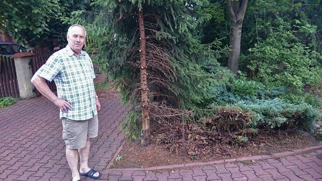 Mieszkańcy Wilczego Młyna: "Fachowcy" od zieleni zniszczyli krzewy