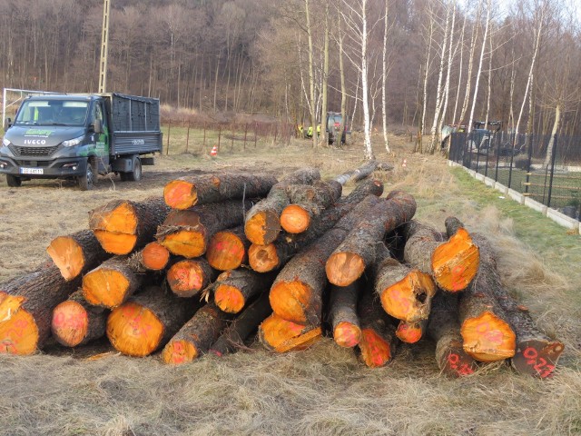 Andrychów. Wycinka drzew za boiskiem przy ulicy Dąbrowskiego