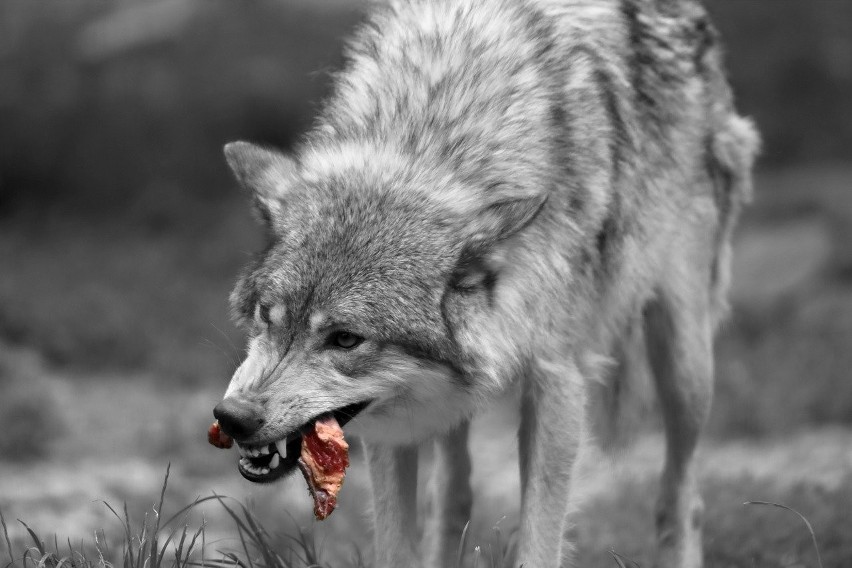 Sprawa wilków znana jest Regionalnej Dyrekcji Ochrony...