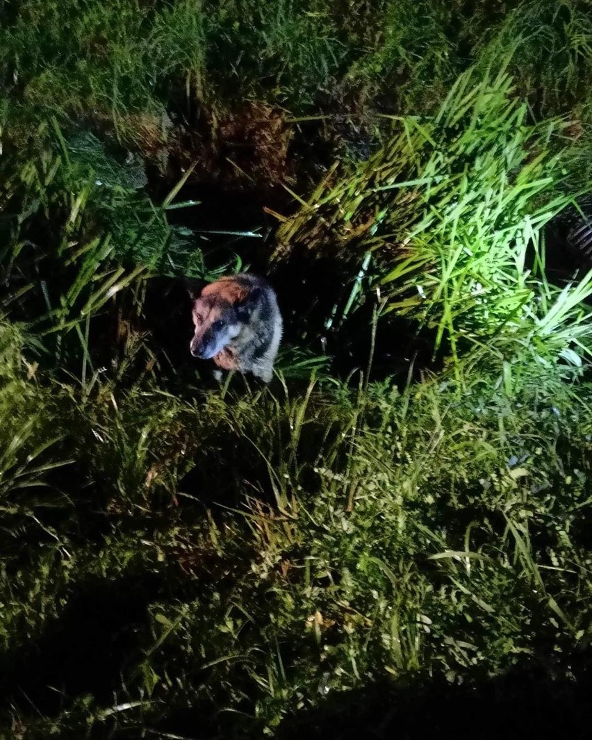 Strażacy z gminy Czernichów ratowali psa. Zwierzę wpadło do potoku i nie mogło się wydostać