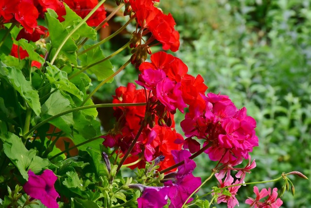 Nie wszystkie rośliny poradzą sobie na słonecznym balkonie równie dobrze, dlatego już na początku sezonu warto się zastanowić, jakie gatunki najlepiej wybrać, aby cieszyć się pięknymi roślinami balkonowymi przez całe lato, a nawet jesień. Zobacz, które kwiaty będą pięknie kwitły na słonecznym balkonie.