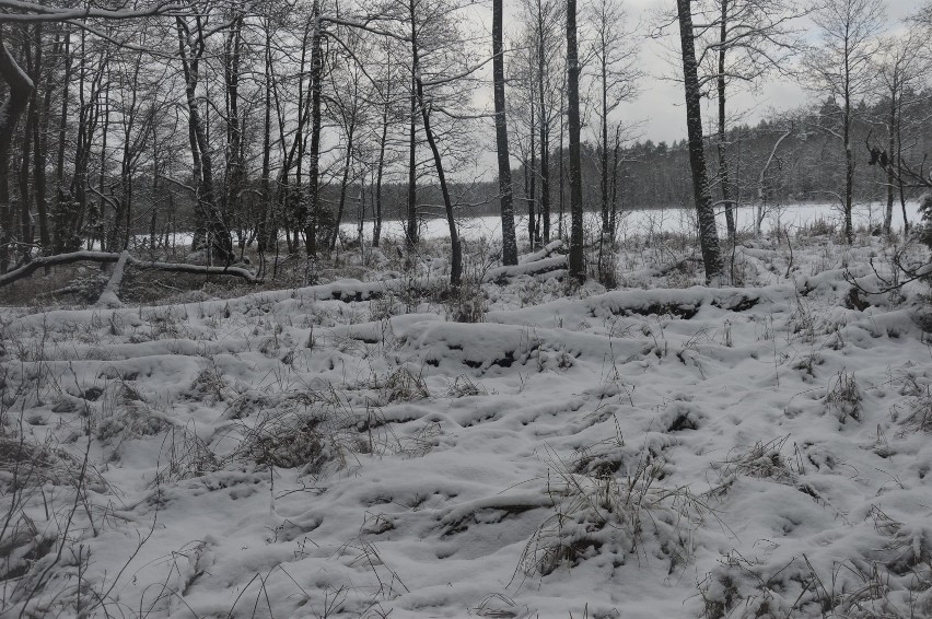 Turystyka. Tak się ucieka z miasta - w białe knieje Borów Tucholskich [zdjęcia]