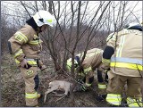 Druhowie uratowali sarnę zaplątaną w druty w gminie Radomyśl nad Sanem