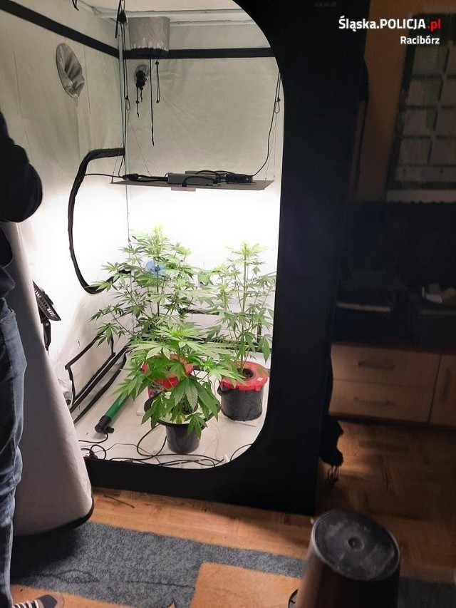 Policjanci z Wydziału Kryminalnego w Raciborzu zatrzymali 38-letniego mieszkańca miasta, który posiadał blisko kilogram marihuany oraz uprawiał rośliny konopi.