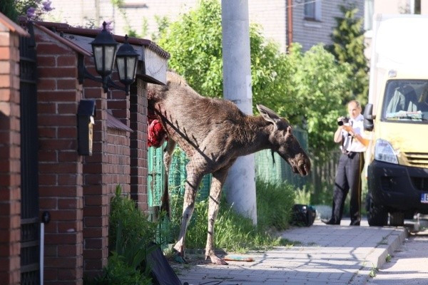 Łoś dwie godziny szarpał się na płocie.