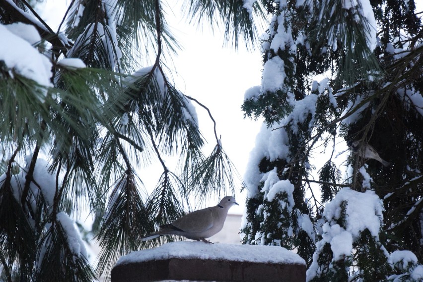 Jak dokarmiać ptaki zimą, by pomagać a nie szkodzić? Wiele osób robi to źle