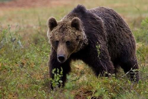 Przyczyną śmierci 61-latka z Olszanicy najprawdopodobniej nie był atak niedźwiedzia.