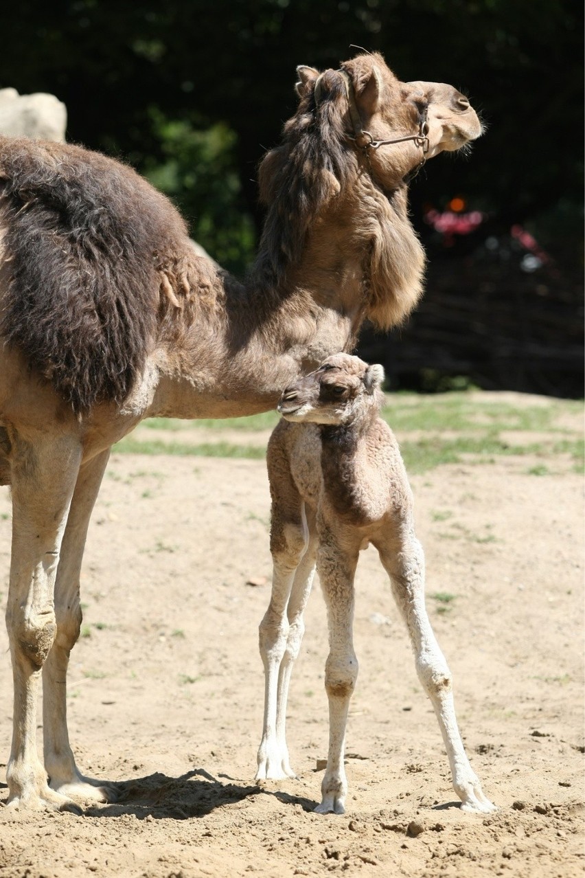 We wrocławskim zoo urodził się wielbłąd (ZDJĘCIA)