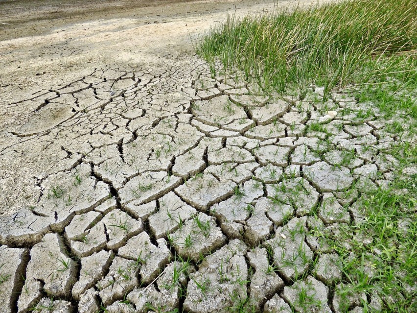 Eksperci ostrzegają, że w 2020 grozi nam wielka susza.