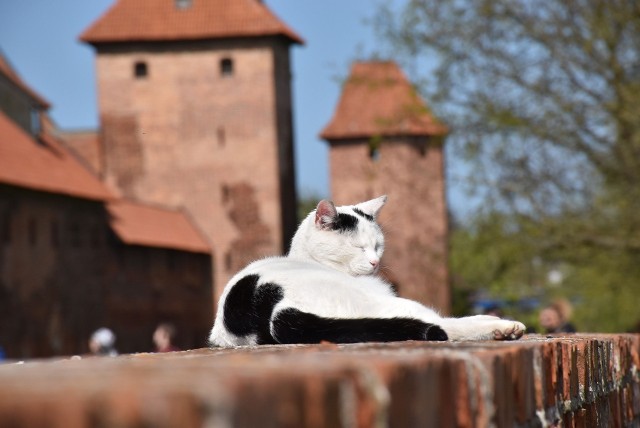 Frodo od lat mieszka na terenach zamkowych. Przywykł już do turystów, więc dość cierpliwie znosi ich umizgi.