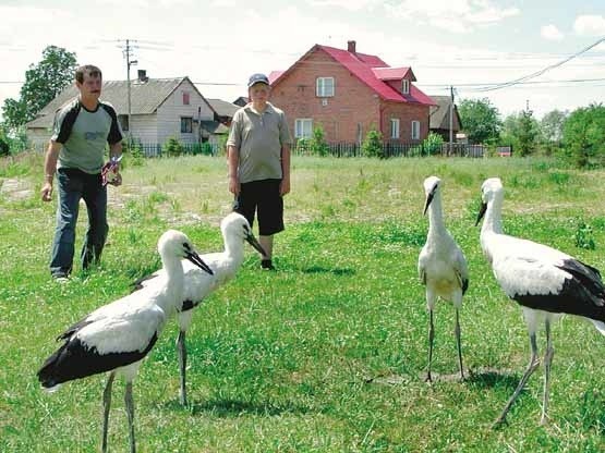 Po wyjęciu z gniazda bocianięta nie mogły stać na własnych nogach. Dwa dni później już chodziły na wycieczki. Wracały, gdy Jan Idec (z lewej) pojawiał się z porcją żab.