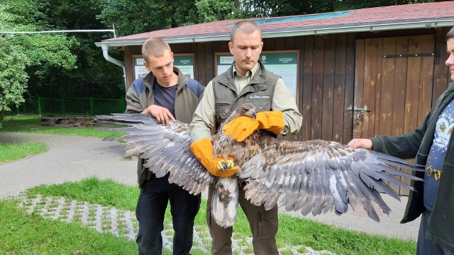 Orzeł bielik, który po rehabilitacji w Warcinie odzyskał wolność, ma dwa lata, waży prawie 5 kilogramów, a rozpiętość jego skrzydeł wynosi 2,5 metra.