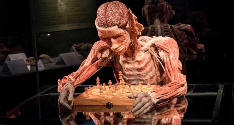 Wystawa ludzkich ciał Body Worlds w Katowicach od 10 lutego