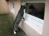 Okna piwnic zamknięte dla kotów. Mieszkańcy ul. Norwida narzekają na zimno