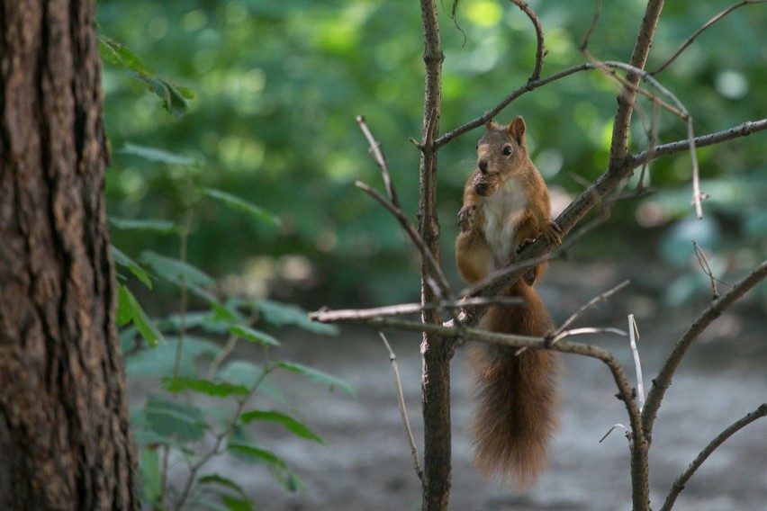 Kraków. Park Lotników tętni życiem. Zobacz najmniejszych mieszkańców tego terenu! [ZDJĘCIA]