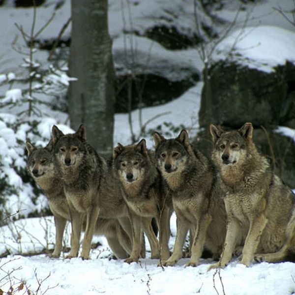 W lasach na terenie powiatu skarżyskiego od przynajmniej dwóch lat żyją wilki.
