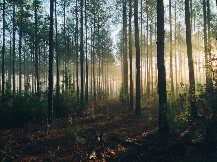 Sennik - las. Jakie znaczenie mają sny o lesie? | Kurier Lubelski