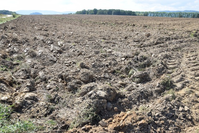 Na terenie Opolszczyzny problemy z suszą odczują rolnicy w 33 gminach