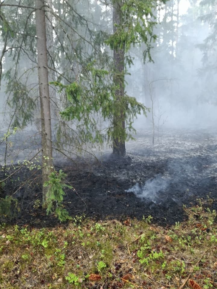 Plaga pożarów traw w powiecie koneckim. Zobacz na zdjęciach, jak niebezpieczny to proceder