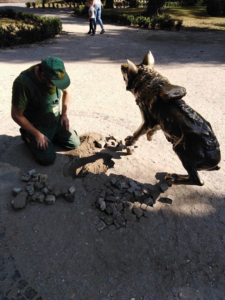 Figura wilka został zabezpieczona przez pracowników zoo. W...