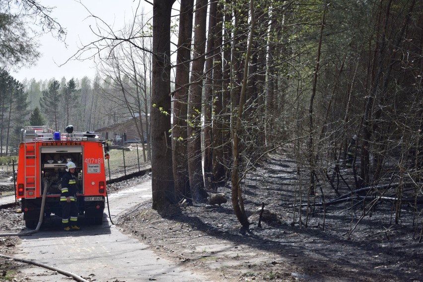 Pożar lasu w podmiasteckim Świeszynie