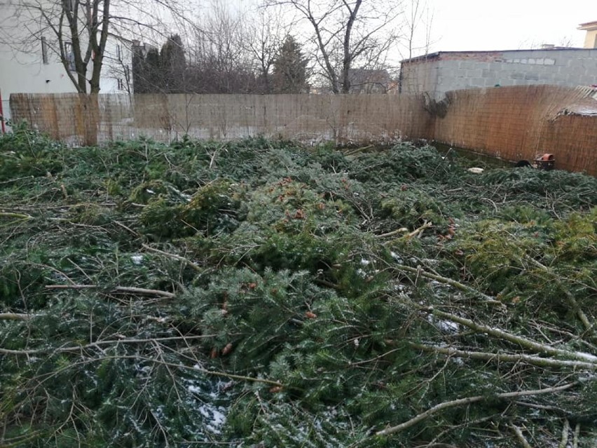 Nieznany sprawca nielegalnie wyciął piękne drzewa na cudzej posesji w Żukowie. Sprawę bada policja