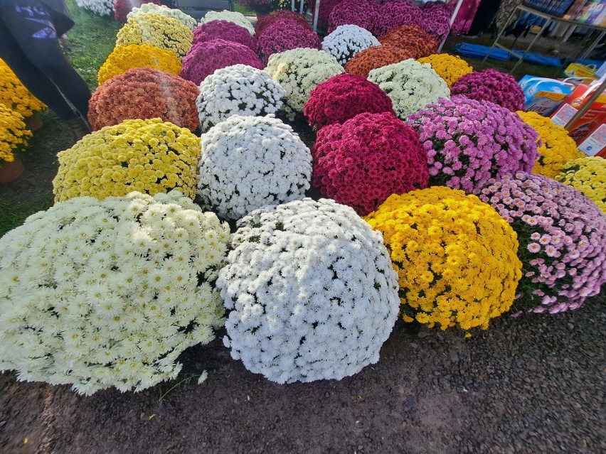 Ogromny wybór kwiatów i zniczy na Wszystkich Świętych 2023 na giełdzie w Miedzianej Górze. Królują chryzantemy. Zobacz zdjęcia