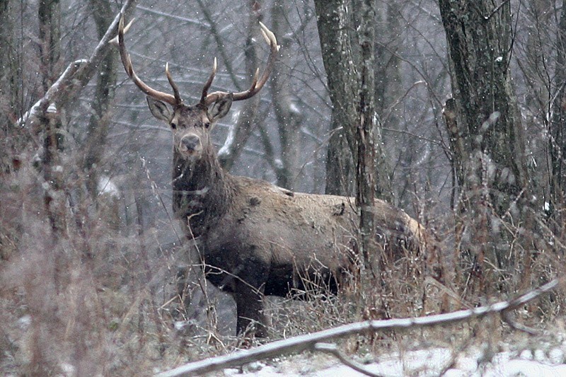 Sezon na jelenie zrzuty w Bieszczadach...