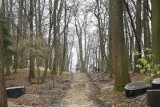 Trwają prace renowacyjne w Parku Zdrojowym w Busku-Zdroju. Ile drzew pójdzie pod topór? Wycinka budzi duże kontrowersje (WIDEO, ZDJĘCIA)