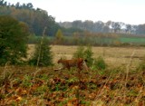 W lasach powiatu wejherowskiego ponownie pokazał się ryś. Zwierzę od kilku dni widywane jest w okolicach Kurowa i Jackowa (gm. Choczewo)