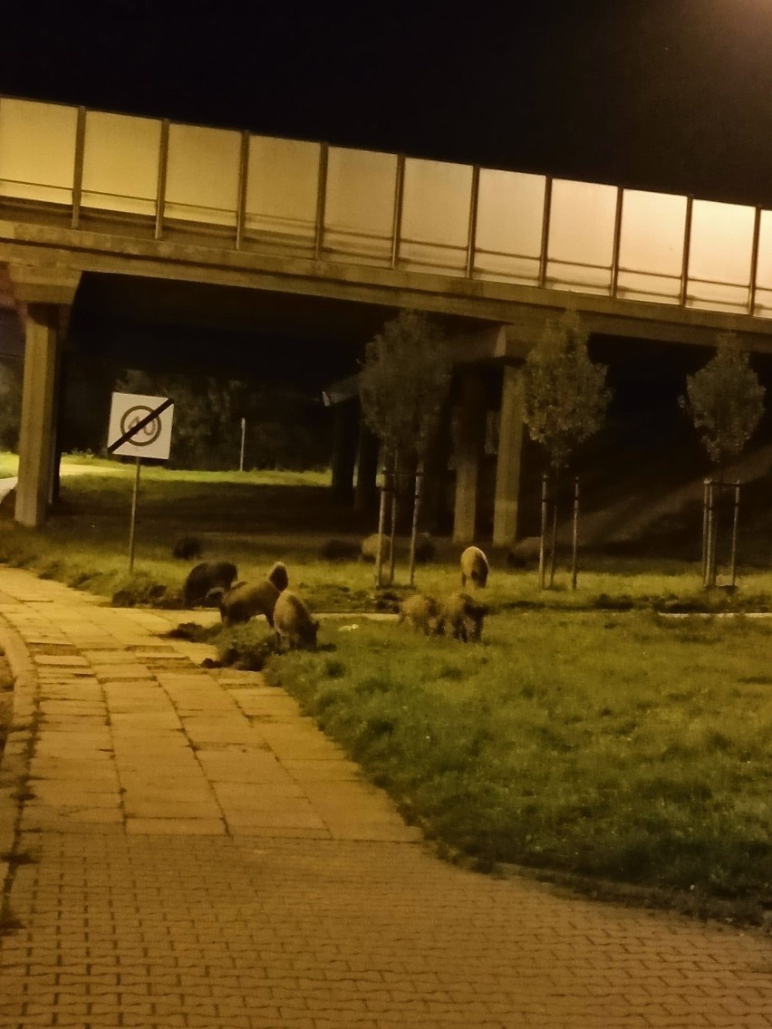 Dziki na coraz częściej pojawiają się na krakowskich...