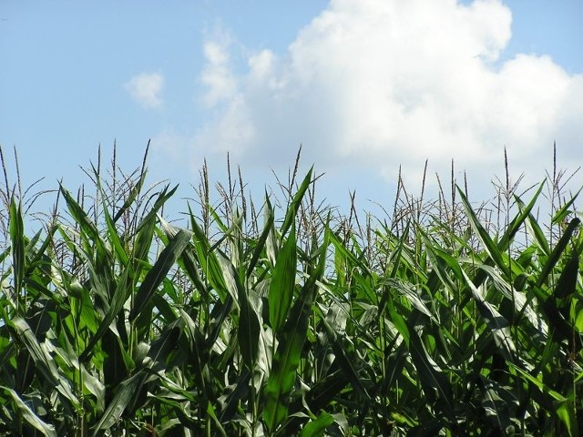 Szacuje się, że w Polsce modyfikowana genetycznie kukurydza (GMO) rośnie na 3 tys. ha. Teraz będzie trudniej o takie uprawy