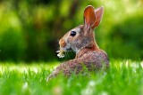 Życzenia wielkanocne od sertca. Ot nietuzinkowe wierszyki wielkanocne. Czego życzyć bliskim na święta?