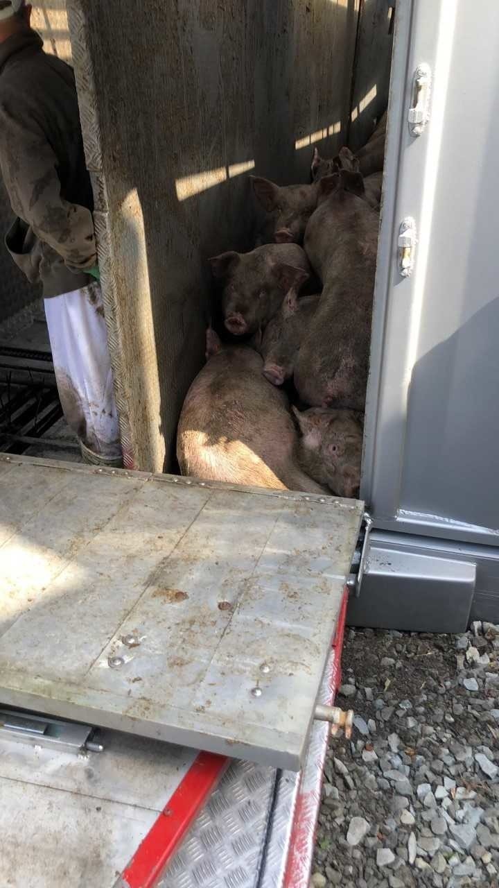 Wypadek w Mszanie Dolnej. Przewróciła się ciężarówka przewożąca świnie. Zwierzęta uciekły [ZDJĘCIA]