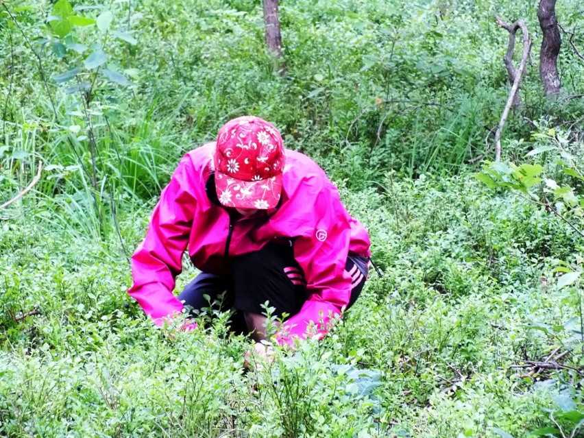 W Starachowickich lasach są pierwsi zbieracze czarnych jagód [ZDJĘCIA]
